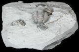 Partially Enrolled Flexicalymene Trilobites - Ohio #30459-4